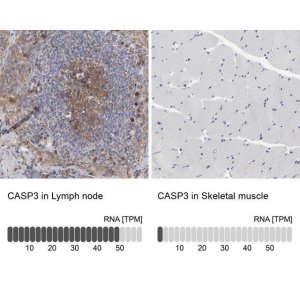 Anti-CASP3 antibody produced in rabbit 
