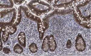 Anti-Caspase-1 (p20) Antibody, clone 2G4 , ZooMAb Rabbit Monoclonal 