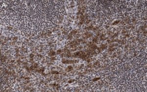 Anti-Caspase-1 p10 Antibody, clone 9H11 ZooMAb Rabbit Monoclonal 