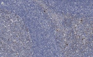 Anti-Caspase-3 Antibody, clone 3J16 , ZooMAb Rabbit Monoclonal 