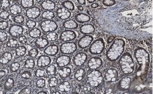 Anti-Caspase-8 Antibody, clone 1L15 ZooMAb Rabbit Monoclonal 