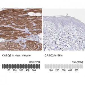 Anti-CASQ2 antibody produced in rabbit 