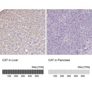 Anti-CAT antibody produced in rabbit 