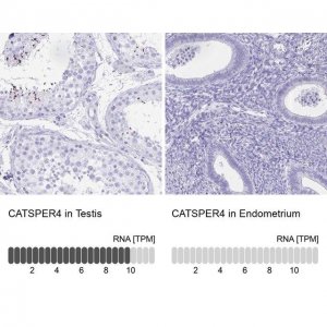 Anti-CATSPER4 antibody produced in rabbit 