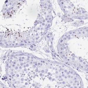 Anti-CATSPER4 antibody produced in rabbit 