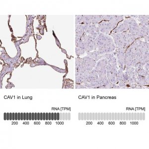 Anti-CAV1 antibody produced in rabbit HPA049326-100UL