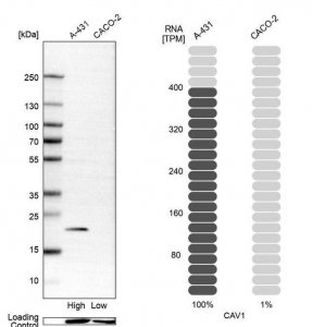Anti-CAV1 antibody produced in rabbit HPA049326-100UL
