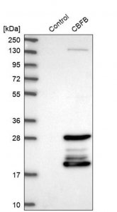 Anti-CBFB antibody produced in rabbit 