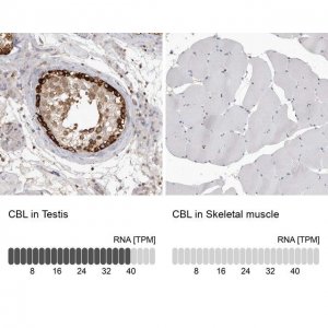 Anti-CBL antibody produced in rabbit 