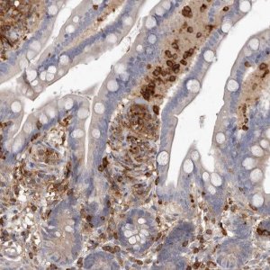Anti-CBL antibody produced in rabbit 