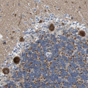 Anti-CBLB antibody produced in rabbit 