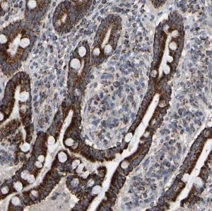 Anti-CBLB antibody produced in rabbit 
