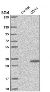 Anti-CBR4 antibody produced in rabbit 