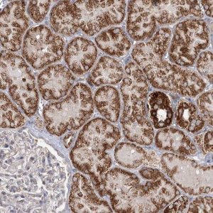 Anti-CBR4 antibody produced in rabbit 