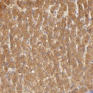 Anti-CBS antibody produced in rabbit 