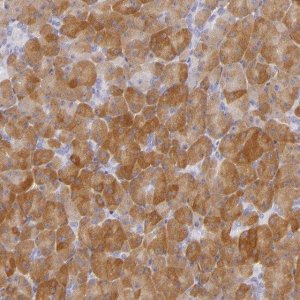 Anti-CBS antibody produced in rabbit 