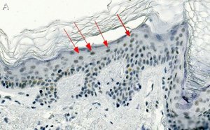 Anti-CBX2 Antibody, clone 3I14 ZooMAb Rabbit Monoclonal 