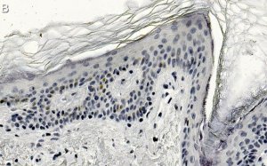 Anti-CBX2 Antibody, clone 3I14 ZooMAb Rabbit Monoclonal 