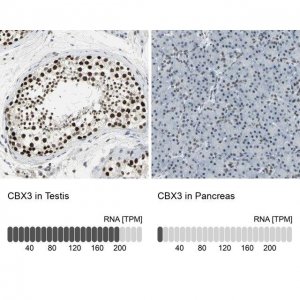 Anti-CBX3 antibody produced in rabbit 