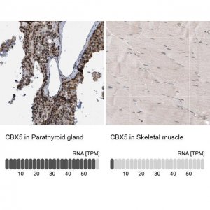 Anti-CBX5 antibody produced in rabbit 