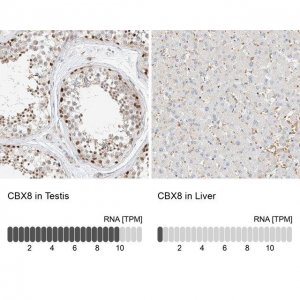 Anti-CBX8 antibody produced in rabbit HPA031462-100UL