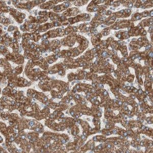 Anti-CC2D1A antibody produced in rabbit 