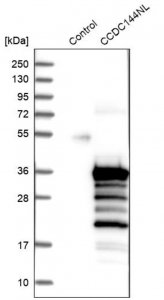 Anti-CCDC144NL antibody produced in rabbit 