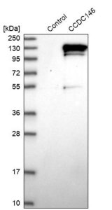 Anti-CCDC146 antibody produced in rabbit 