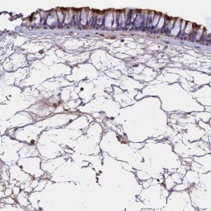 Anti-CCDC189 antibody produced in rabbit 