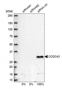 Anti-CCDC43 antibody produced in rabbit 
