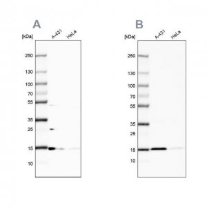Anti-CCDC58 antibody produced in rabbit HPA051965-100UL