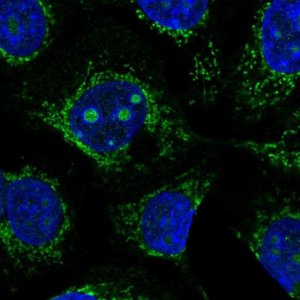 Anti-CCDC58 antibody produced in rabbit HPA051965-100UL