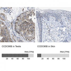 Anti-CCDC90B antibody produced in rabbit 