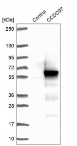 Anti-CCDC97 antibody produced in rabbit 
