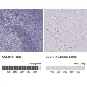 Anti-CCL19 antibody produced in rabbit 