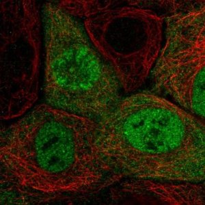 Anti-CCNA2 antibody produced in rabbit 
