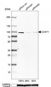 Anti-CCNT1 antibody produced in rabbit 