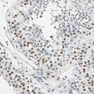 Anti-CCNT1 antibody produced in rabbit 