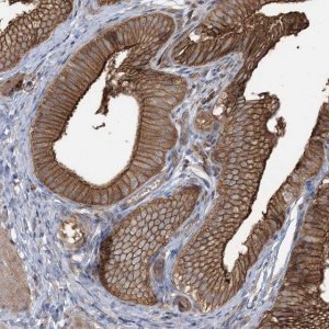 Anti-CCNY antibody produced in rabbit 