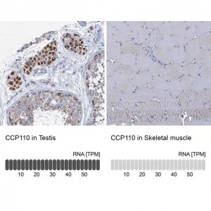 Anti-CCP110 antibody produced in rabbit 