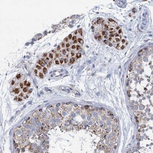 Anti-CCP110 antibody produced in rabbit 