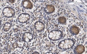 Anti-CCPG1 Antibody, clone 1F15 ZooMAb Rabbit Monoclonal 