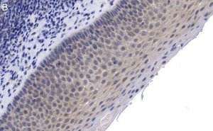 Anti-CCR2 Antibody, clone 5K5-3 ZooMAb Rabbit Monoclonal 