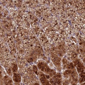 Anti-CCSER1 antibody produced in rabbit 
