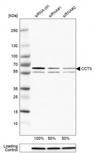 Anti-CCT3 antibody produced in rabbit HPA006543-100UL