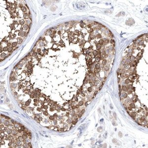 Anti-CCT4 antibody produced in rabbit HPA029349-100UL