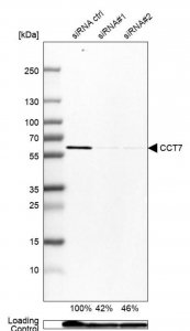 Anti-CCT7 antibody produced in rabbit 