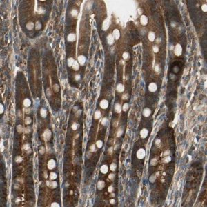 Anti-CCT7 antibody produced in rabbit 