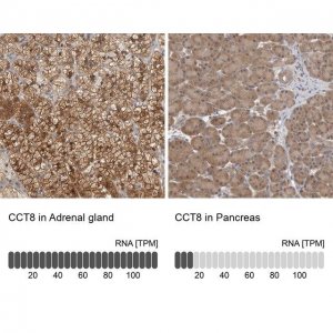 Anti-CCT8 antibody produced in rabbit 