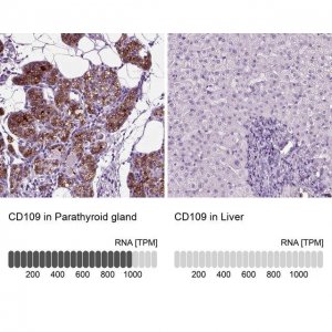 Anti-CD109 antibody produced in rabbit 